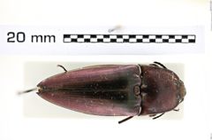 Foto (Dorsalansicht) von Campsosternus punctatus (NHMW-ZOO-COL-0008253)